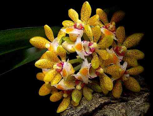 Gastrochilus dasypogon